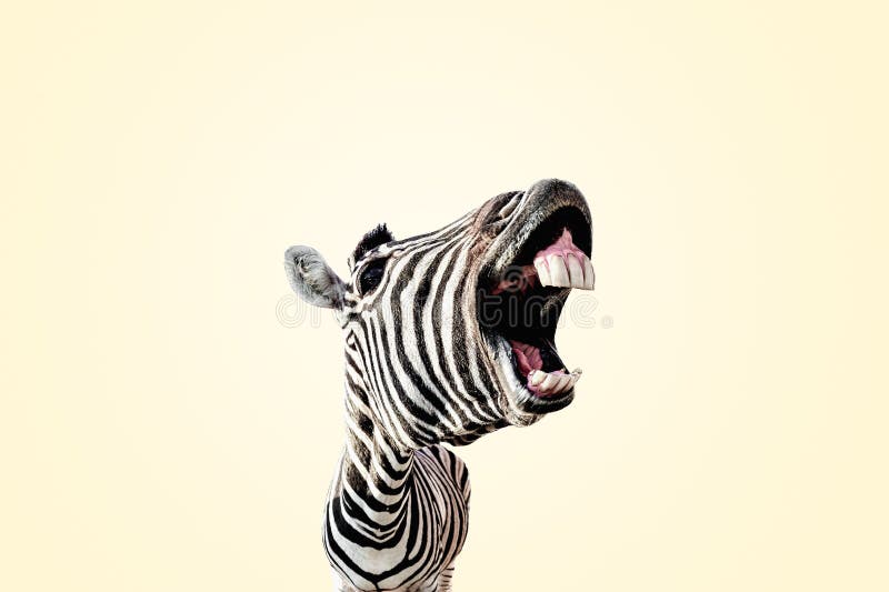 506 Zebra Teeth Photos - Free & Royalty-Free Stock Photos ...