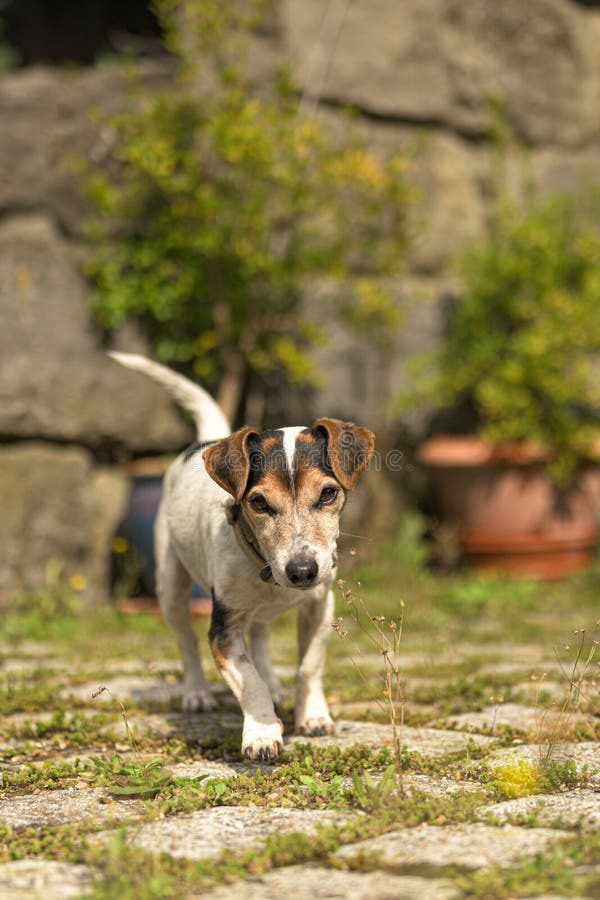 Cute 12 år gammal Jack Russell Terrier-hund i en garen med stenvägg och stengolv royaltyfria bilder Cute 12 år gammal Jack Russell Terrier-hund i en garen med stenvägg och stengolv royaltyfria bilder