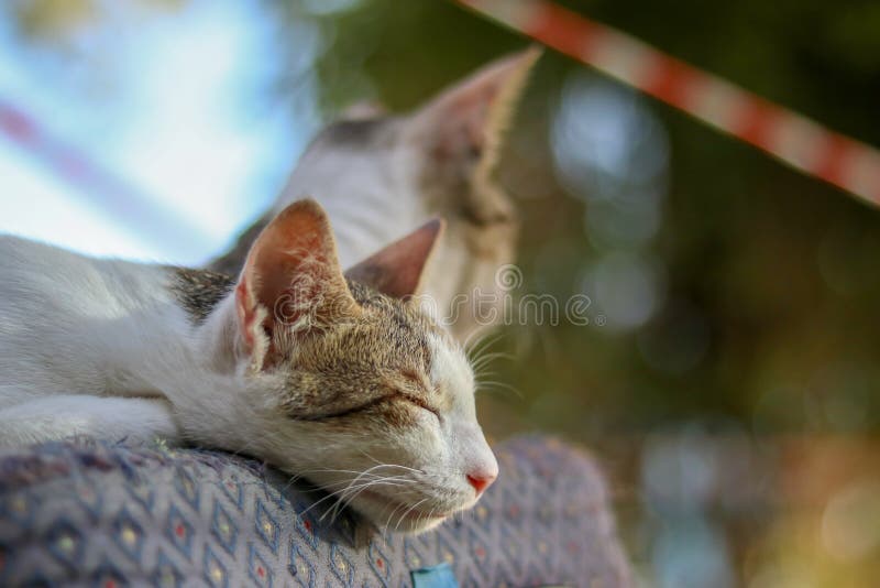 Cutie Cat Sleeping on the Chair Stock Image Image of chair, carnivore