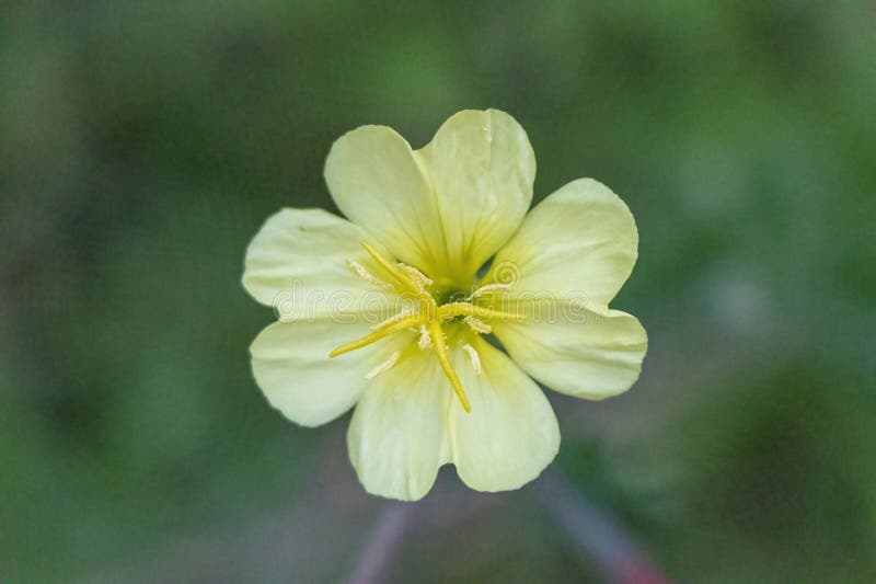 Cutleaf Evening Primrose Close Up Stock Image Image of food, pollen