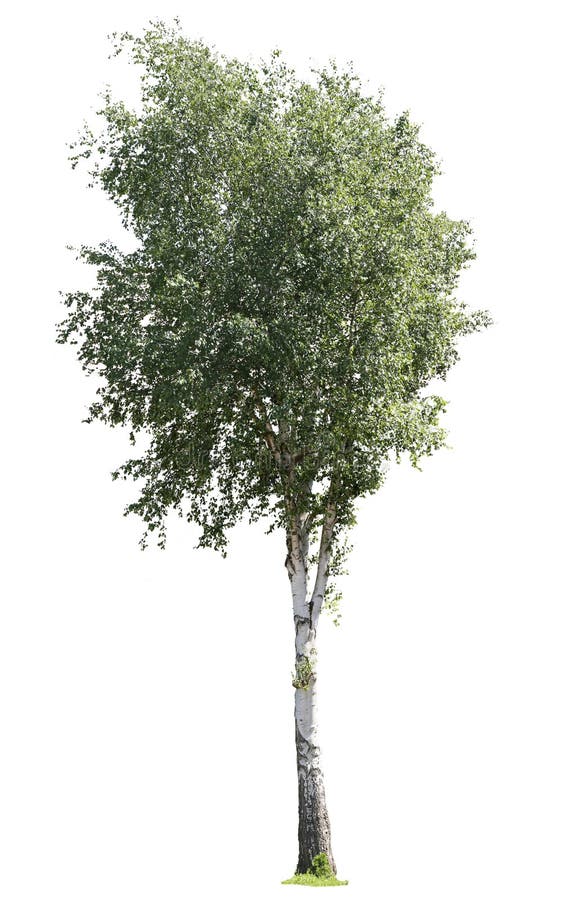 Bunch Of Green Birch Twigs Isolated On White Stock Photo - Download Image  Now - Sauna, Birch Tree, Cut Out - iStock