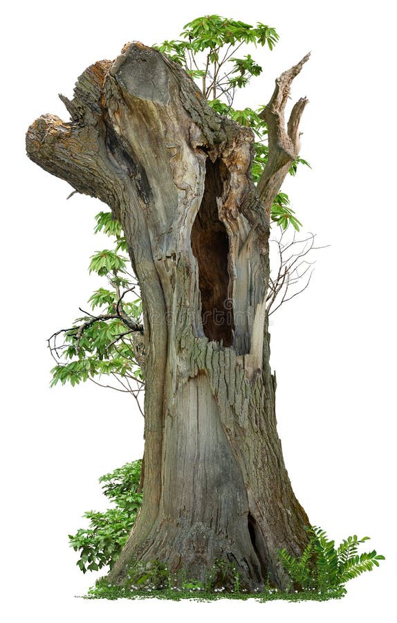 Cutout hollow tree. Pruned tree