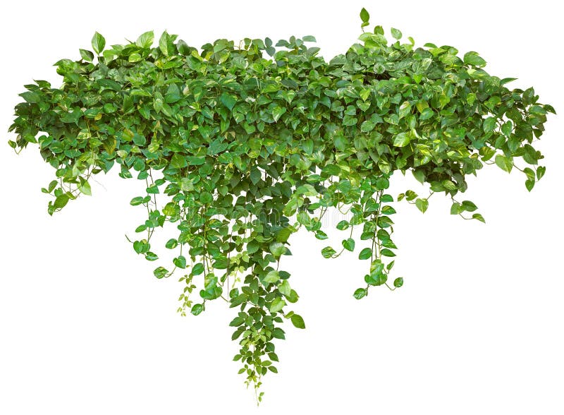 Cutout ivy with lush green foliage