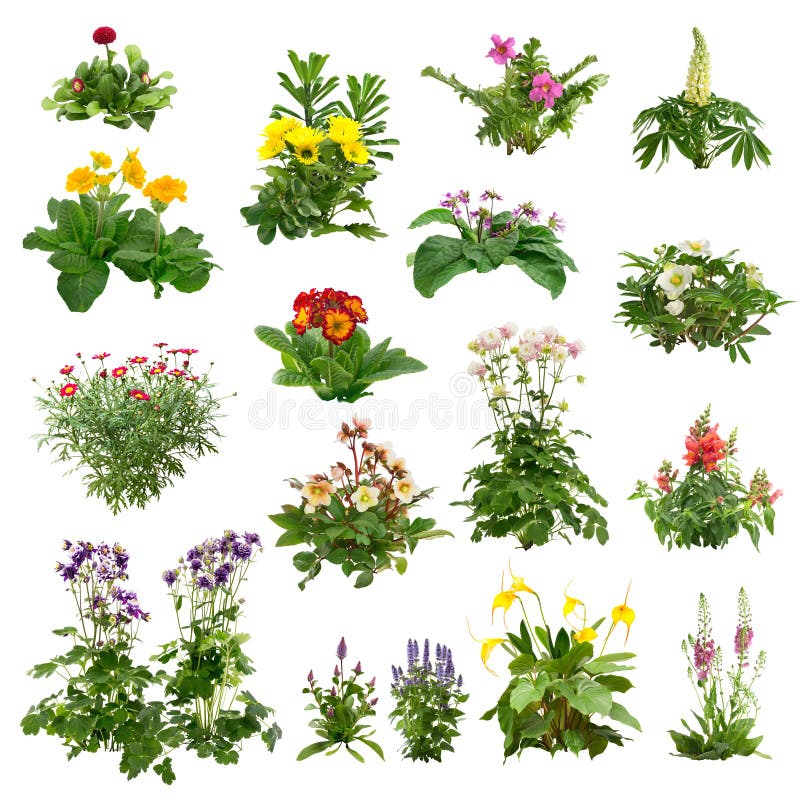 Cut Out Flowerbed. Garden Design Stock Photo - Image of flower, design ...