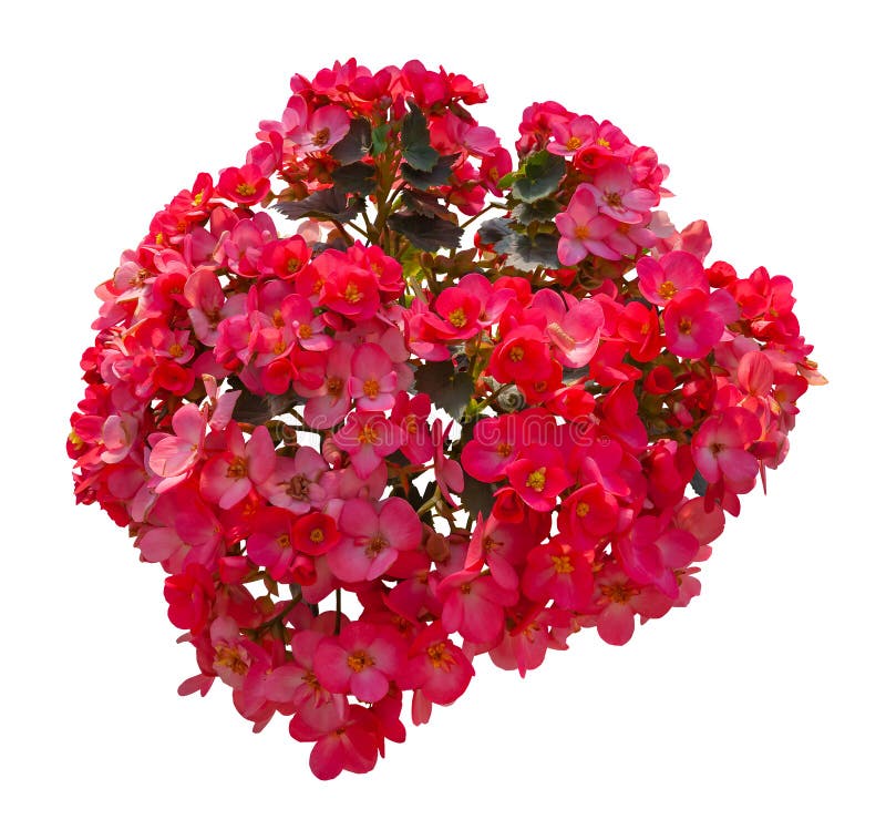 Cutout Pink Flowers. Petunia Stock Photo - Image of basket, carnation ...