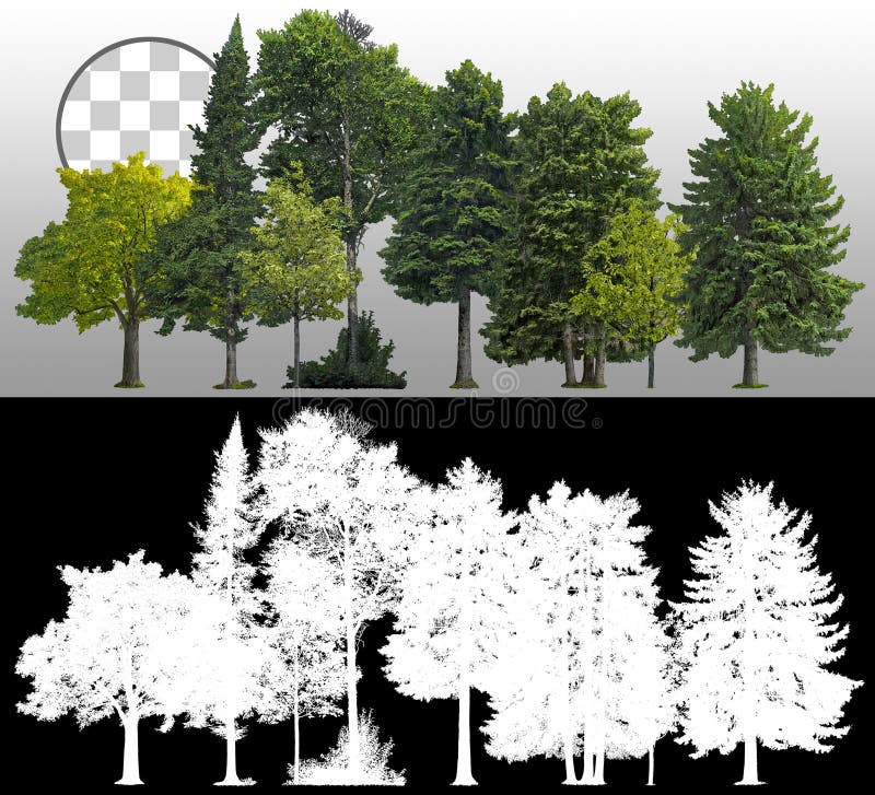 Cutout tree line. Coniferous and decidious