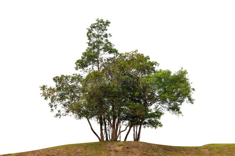 Cutout tree line. Forest and green foliage in summer. Row of trees and shrubs isolated on white background. royalty free stock photo