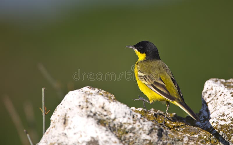 Cutrettola che guarda a sinistra con il dettaglio posteriore fotografie stock libere da diritti Cutrettola che guarda a sinistra con il dettaglio posteriore fotografie stock libere da diritti