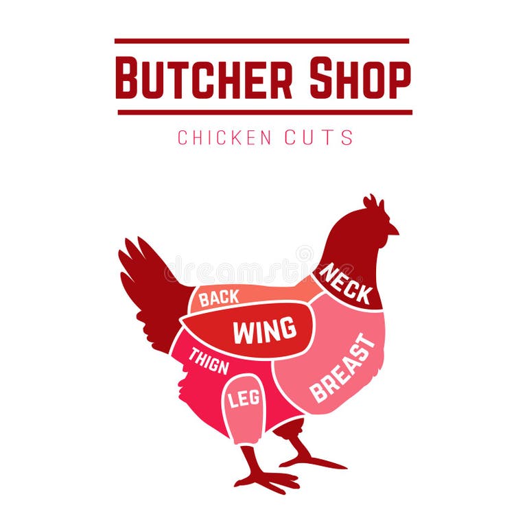 Chicken Cut Diagram Butcher Stock Illustrations 530 Chicken Cut