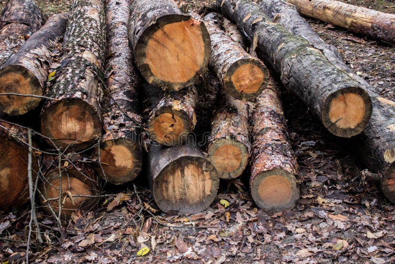 Cutted Charred Pines. Dead Pine Trees after a Forest Fire. Stock Photo