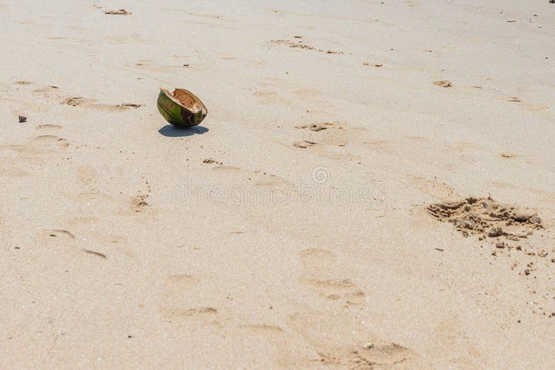 Cutted Dried Coconut on the Beach Sand Stock Photo Image of closeup