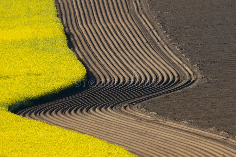 Curved furrows in spring, agrarian ploughed fields beneed a flowering colza or rape field. Plowed fields. stock images