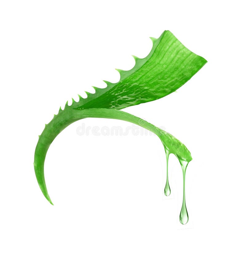 Cutted stem of aloe vera with juice, isolated on white royalty free stock photography Cutted stem of aloe vera with juice, isolated on white royalty free stock photography