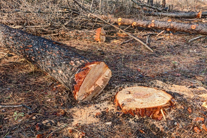 Cutted Tree Stock Photography Image 31976572