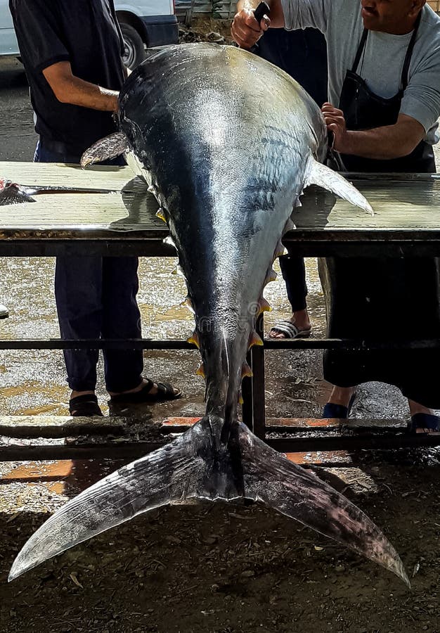 Cutting big tuna fish editorial stock image. Image of ocean 182981644