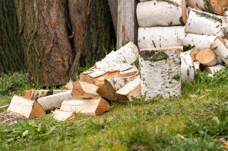 Cutting birch firewood stock photo. Image of birch, white 123639248