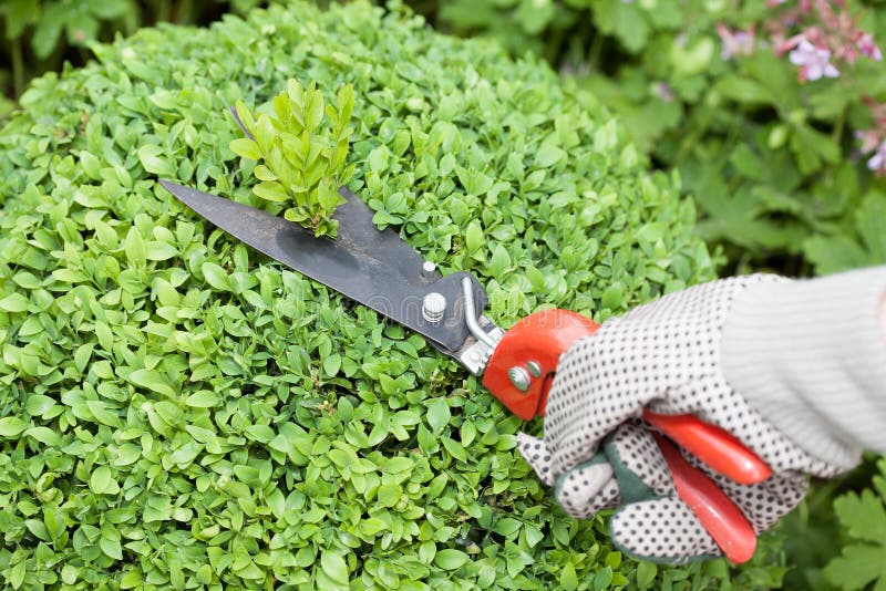 Woman wearing protective gloves pruning the boxwood bushes. Woman wearing protective gloves pruning the boxwood bushes.