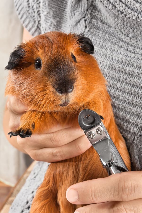 Cutting Claws of Guinea Pig Stock Photo Image of californian, closeup