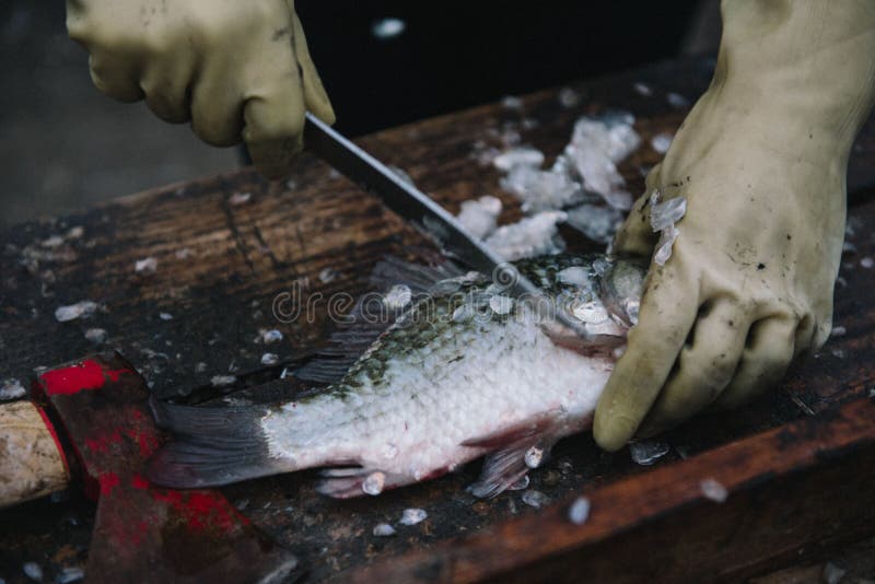 Cutting and Cleaning Fish with a Knife on the Cutting Table Stock Image
