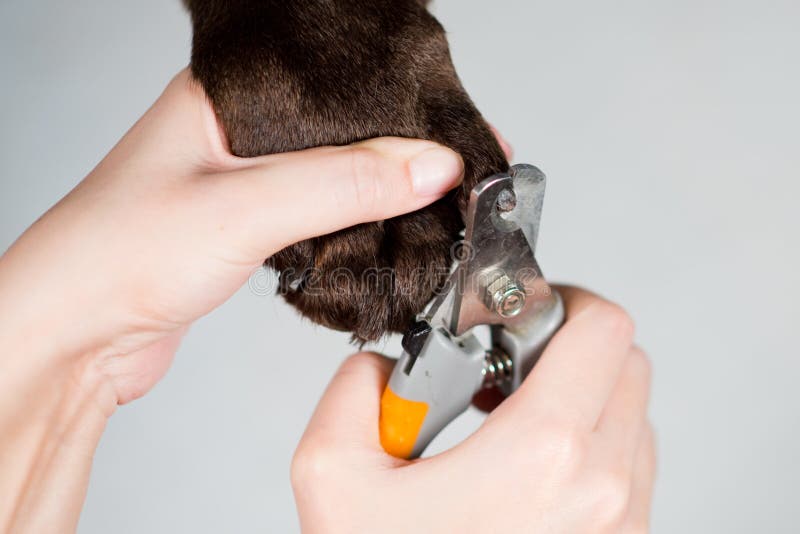 Vet cutting dog claws stock image. Image of nail, animal 28621363