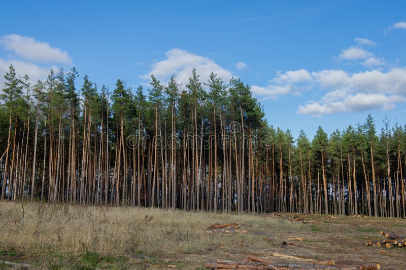 Cutting Down Pine Trees in the Forest, Destruction of the Forest Stock