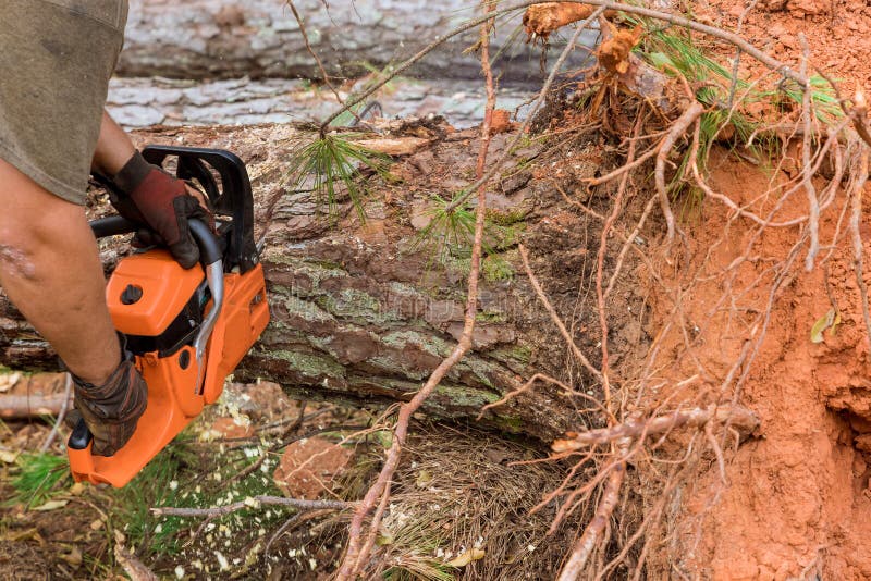 While Cutting Down Trees with a Chainsaw, an Employee is Cutting Trees with a Chainsaw