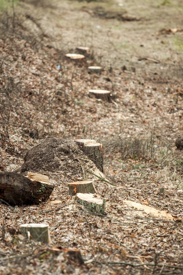 Cutting down trees stock image