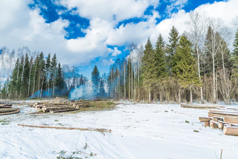 Cutting down trees in the forest royalty free stock photo