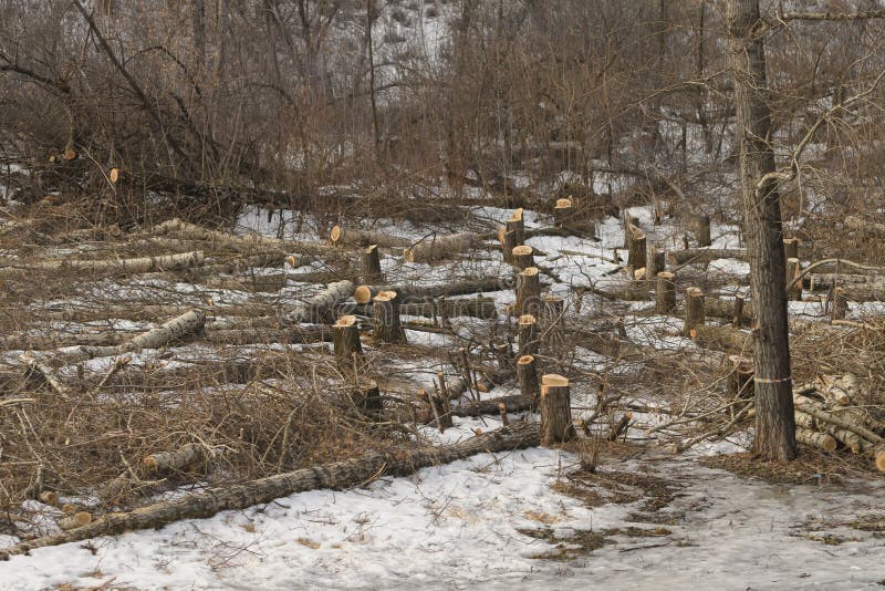 Cutting Down Trees for Road Construction Stock Image Image of nature