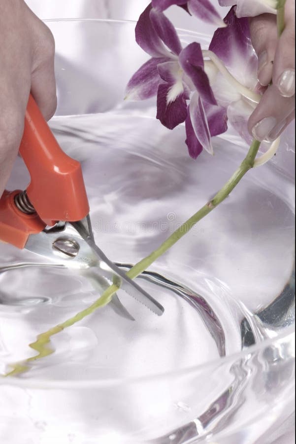 Cutting flower stem