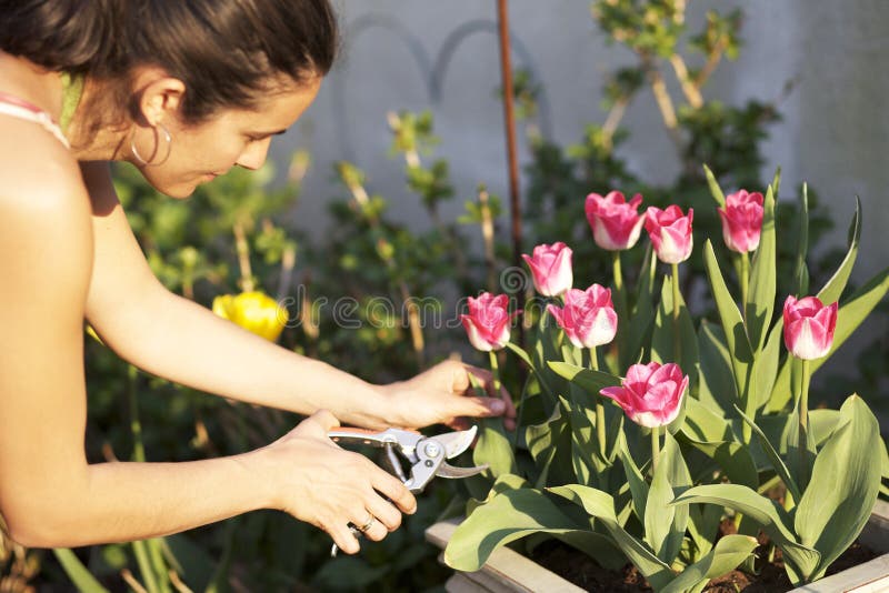 Cutting flowers stock image. Image of natural, tulip 26285201