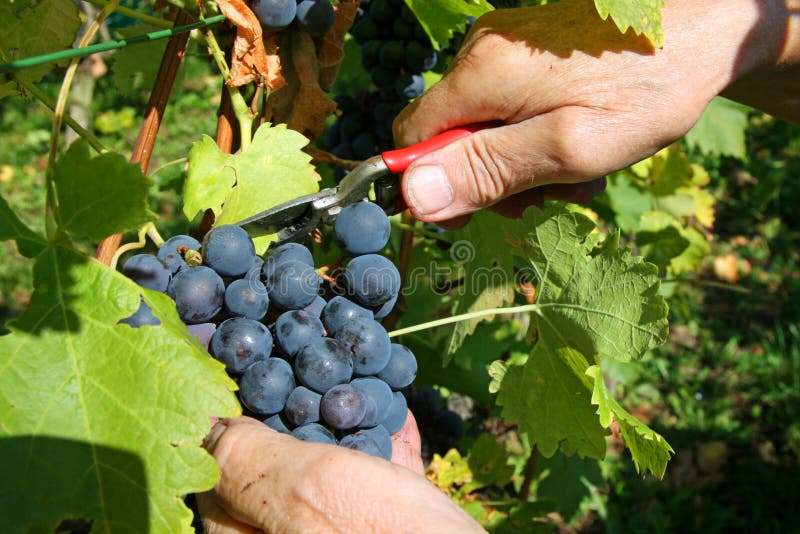 Cutting Grapes stock image. Image of countryside, grow 13179239