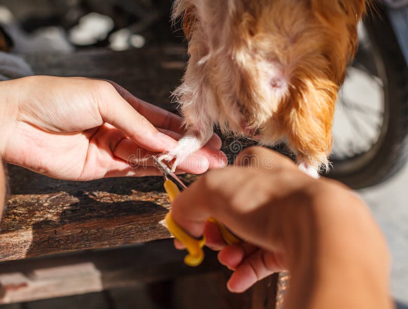cutting guinea pig`s nail. The domestic guinea pig, also known as domestic cavy or simply cavy, is a species of rodent royalty free stock photography cutting guinea pig`s nail. The domestic guinea pig, also known as domestic cavy or simply cavy, is a species of rodent royalty free stock photography