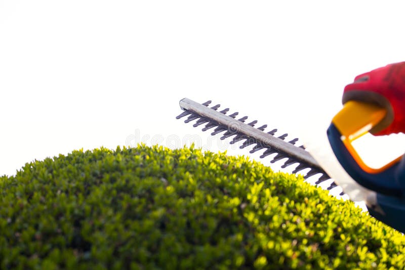 Cutting a Hedge with Electrical Hedge Trimmer. Stock Photo Image of neat, outside 68595094