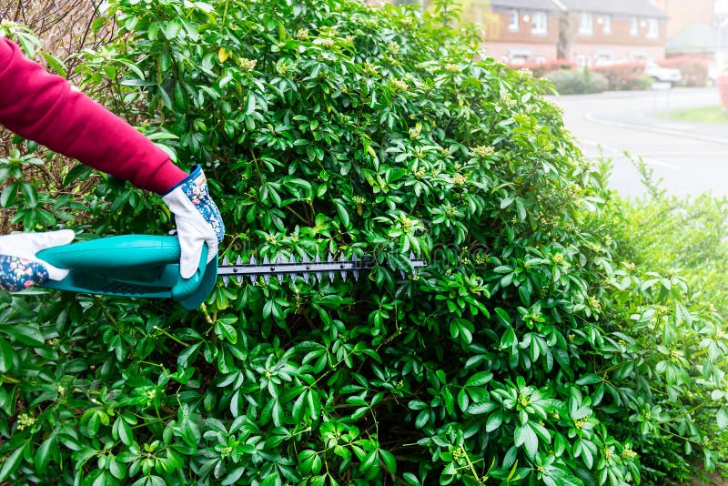 Cutting a Hedge with Electrical Hedge Trimmer Stock Photo Image of plant, pruning 146419042