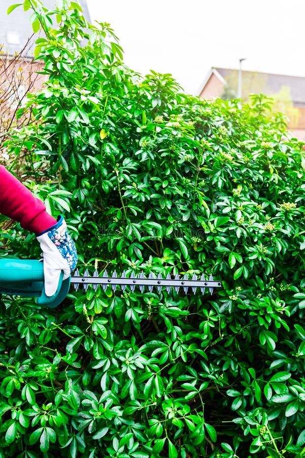 Cutting a Hedge with Electrical Hedge Trimmer Stock Image Image of fence, improvement 148233451