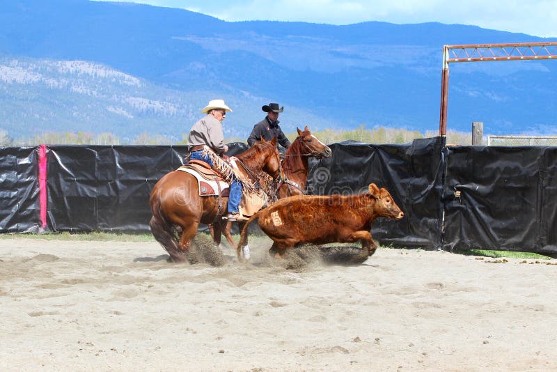 Cutting Horse Show editorial stock photo. Image of livestock 26966653
