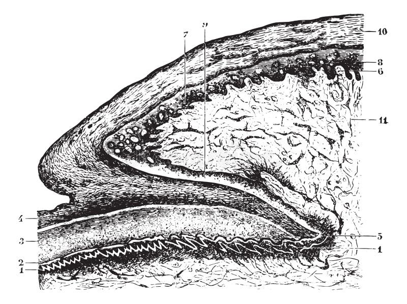 Cutting of the matrix and the root of the nail, vintage engraving royalty free illustration
