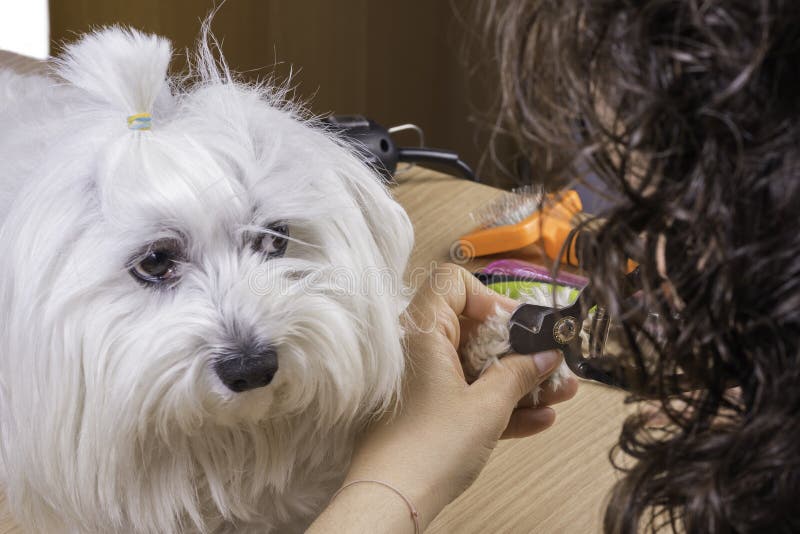 Raquel Liz Lopez (Josfor) Photos