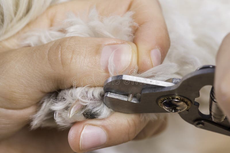 Cutting pet nails. stock image. Image of canine, nails 179132605