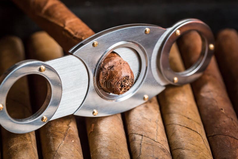 Cutting Off Cigar Tip on Cigars Pile Stock Photo Image of achievement