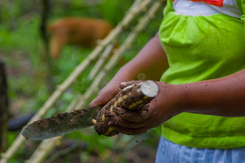 Root of Yucca Plant, Inside of the Amazon Forest in Cuyabeno, Ecuador
