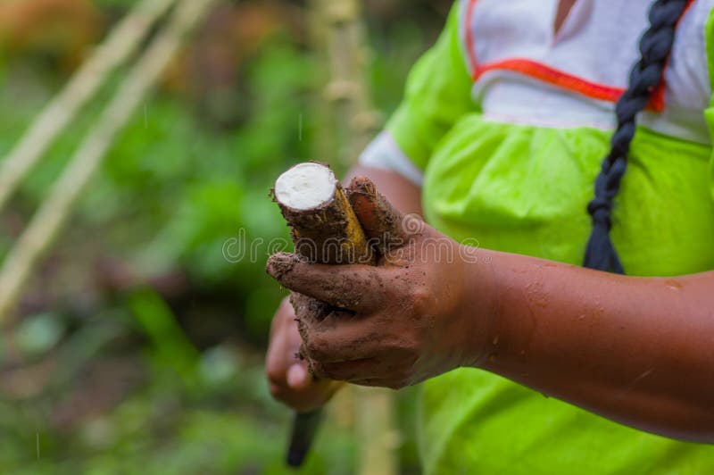 Root Of Yucca Plant, Inside Of The Amazon Forest In Cuyabeno, Ecuador