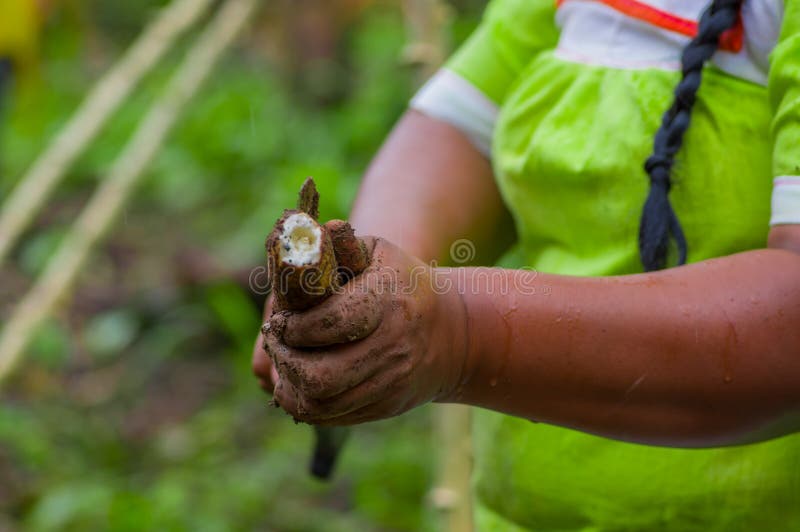 Cutting a Root of Yucca Plant, Inside of the Amazon Forest in Cuyabeno