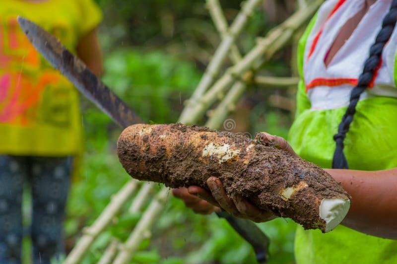 Cutting a Root of Yucca Plant, Inside of the Amazon Forest in Cuyabeno