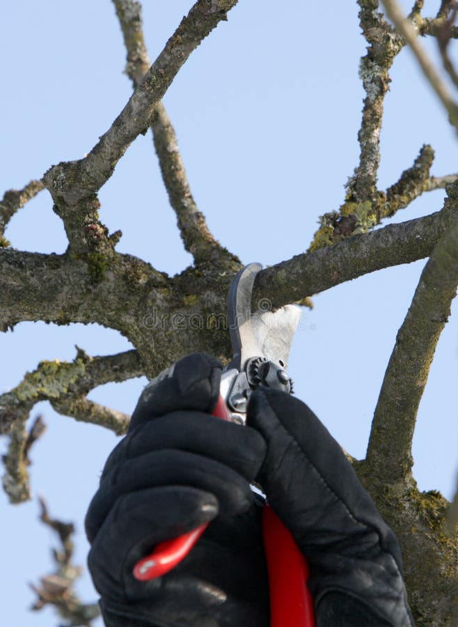 Cutting a Tree 4