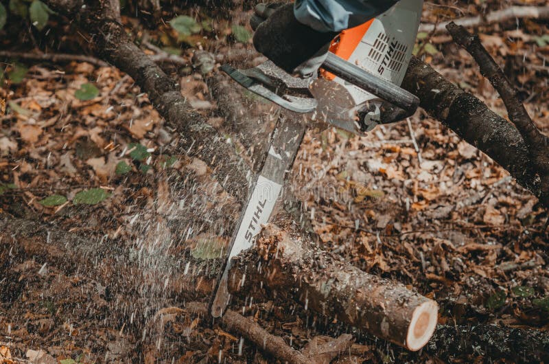 Cutting Tree in the Forest. Wood Dust. Electric Saw Stock Photo Image