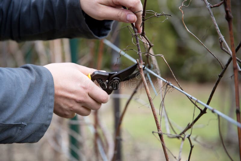 Cutting of the vine stock photo. Image of branch, farmer 67748932