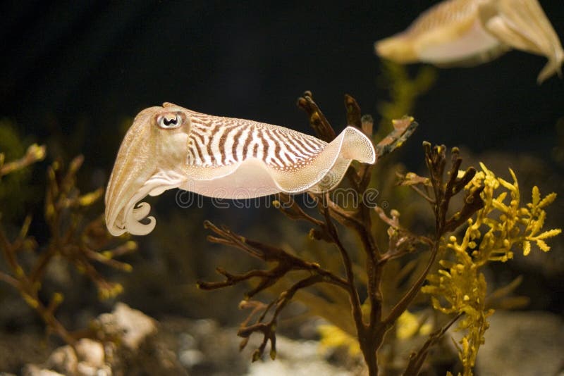 Cuttlefish Close