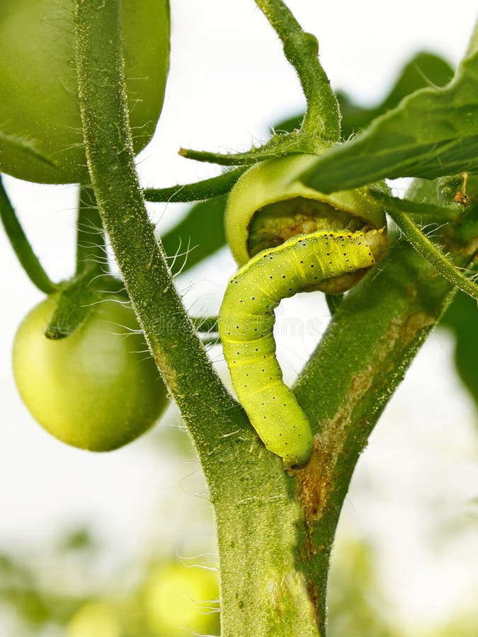 Cutworm eats green tomato